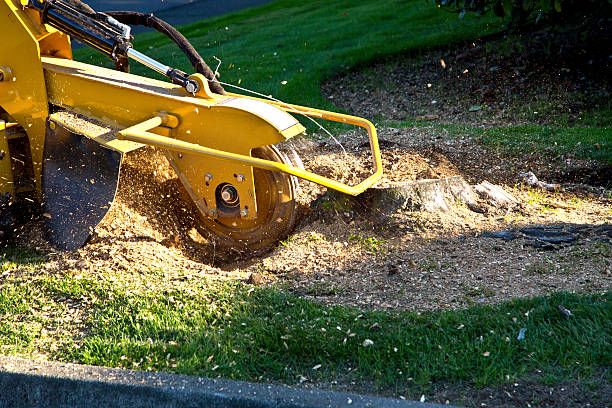 The Steps Involved in Our Tree Care Process in Lorain, OH